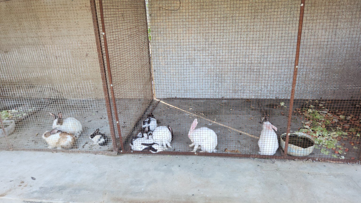 Rabbits in an enclosure at the haveli.